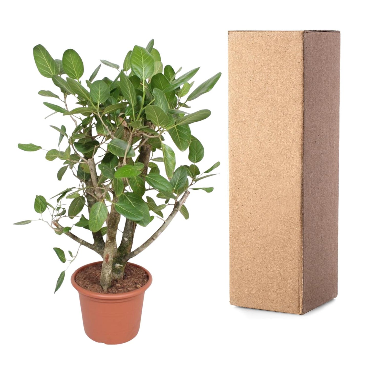 Ficus Benghalensis vertakt – Große pflegeleichte Zimmerpflanze 140 cm
