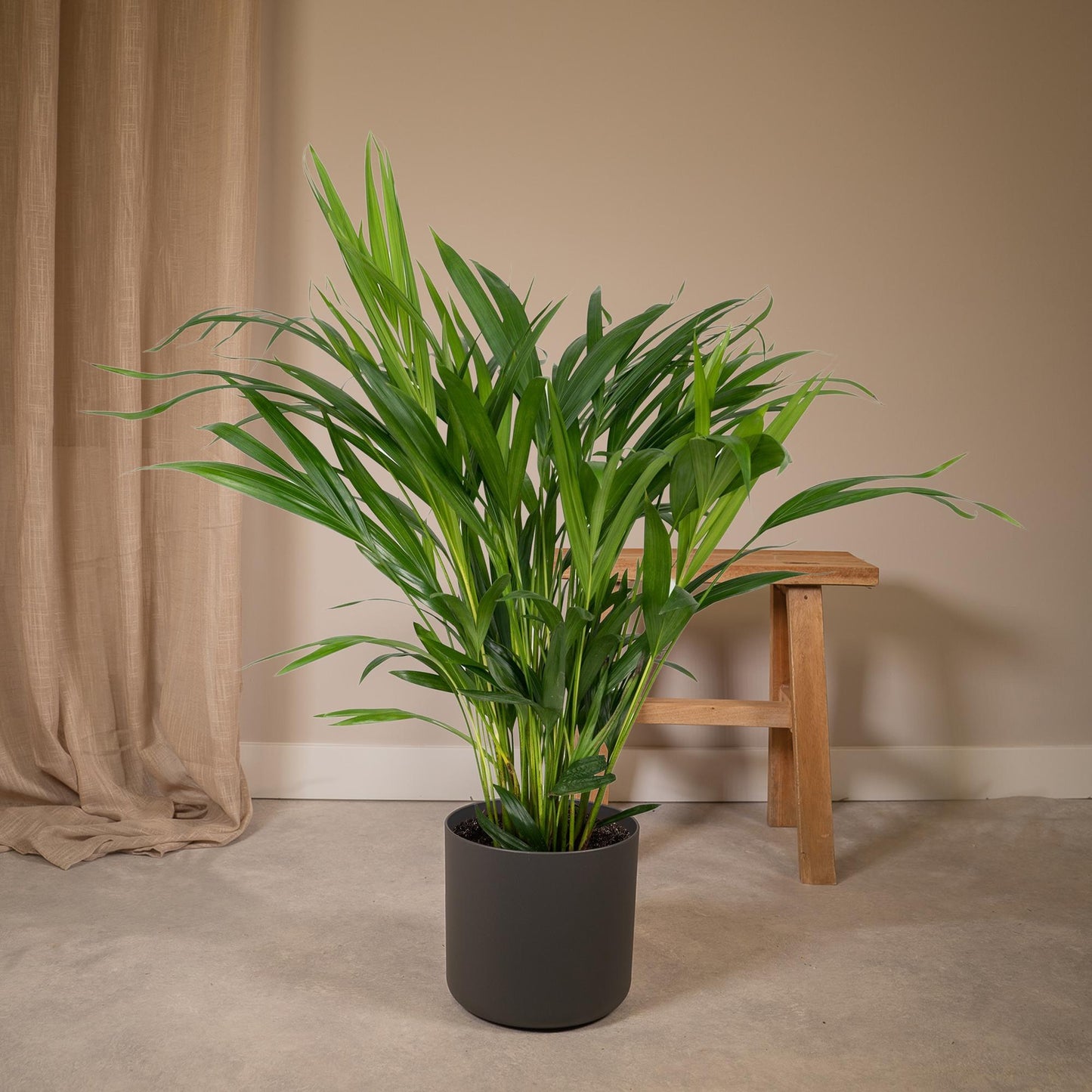 Dypsis Lutescens (Areca-Palme) Ø17cm, ca. 60cm hoch