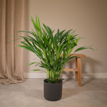 Dypsis Lutescens (Areca-Palme) Ø17cm, ca. 60cm hoch