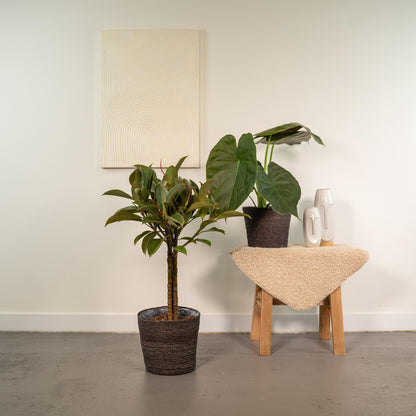 Ficus Elastica Melany & Alocasia Wentii im Korb – Pflegeleichtes Duo Ø21/Ø19 cm