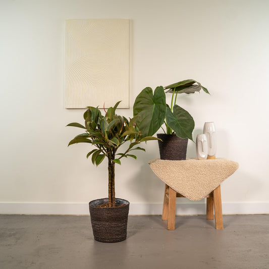 Ficus Elastica Melany & Alocasia Wentii im Korb – Pflegeleichtes Duo Ø21/Ø19 cm