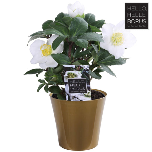 Helleborus Niger 'Christmas Carol' im goldenen Topf Ø9cm