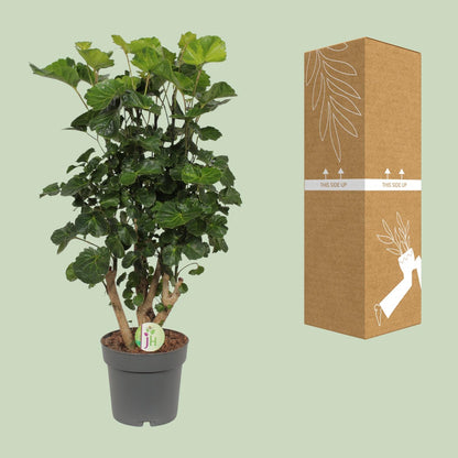 Aralie 'Lemon Lime' – Tropische, pflegeleichte Zimmerpflanze Ø19cm