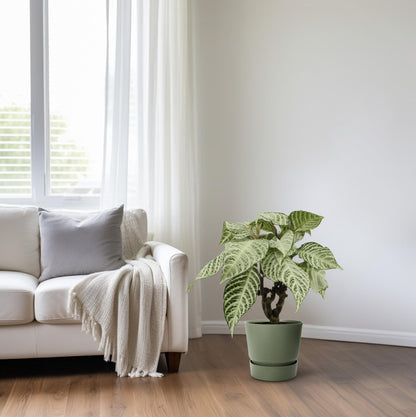 Aphelandra White Wash – Zebrapflanze Ø15cm, 50cm hoch