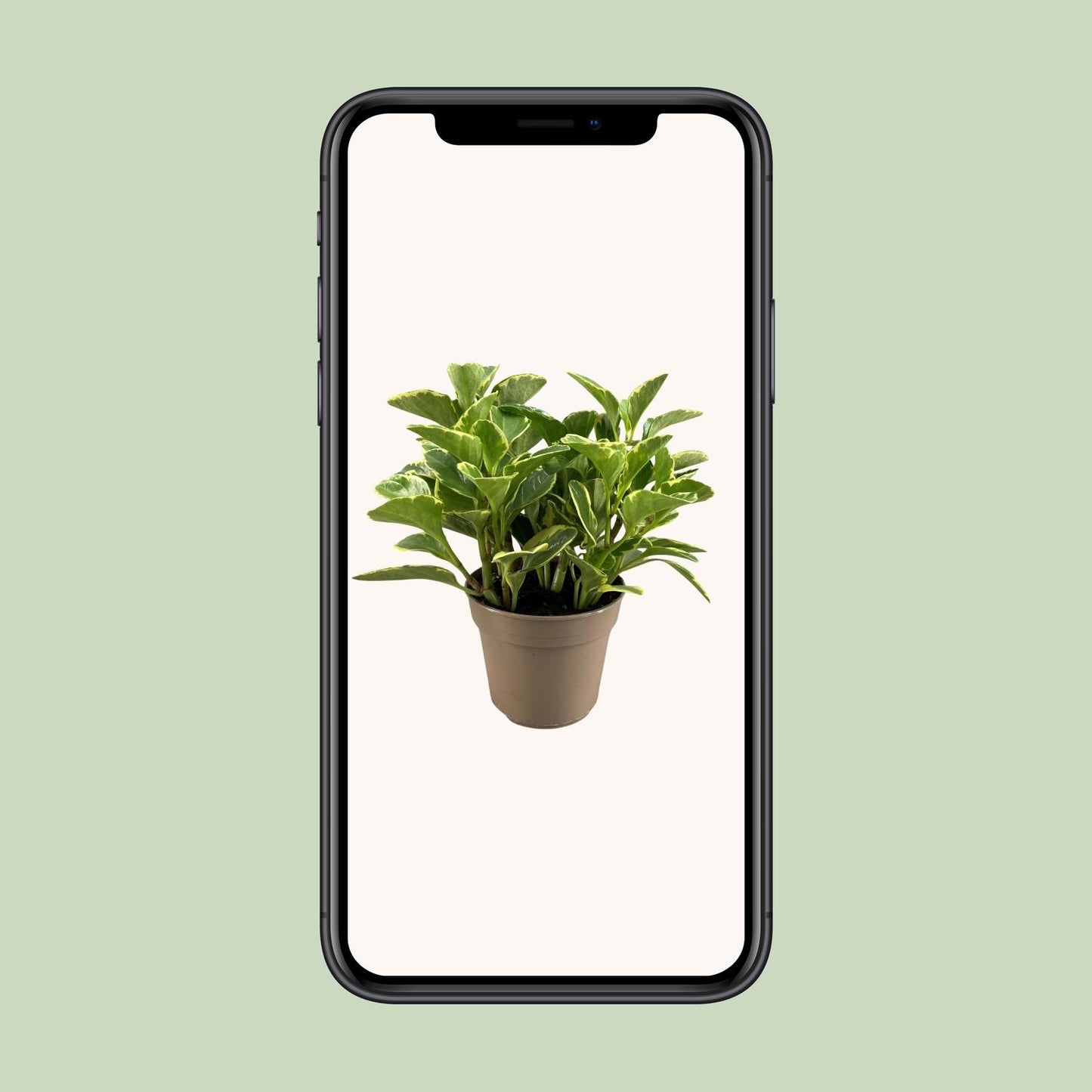 Peperomia Obtusifolia Variegata – Pflegeleichte Trendpflanze Ø15cm