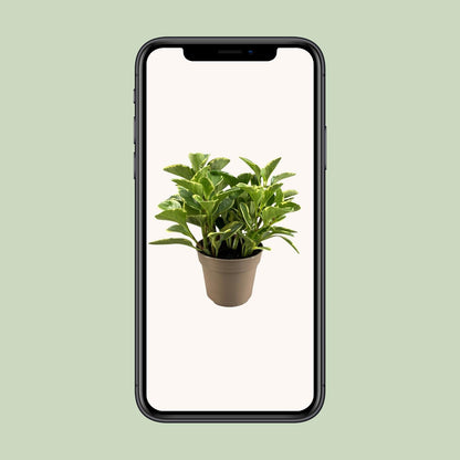 Peperomia Obtusifolia Variegata – Pflegeleichte Trendpflanze Ø15cm