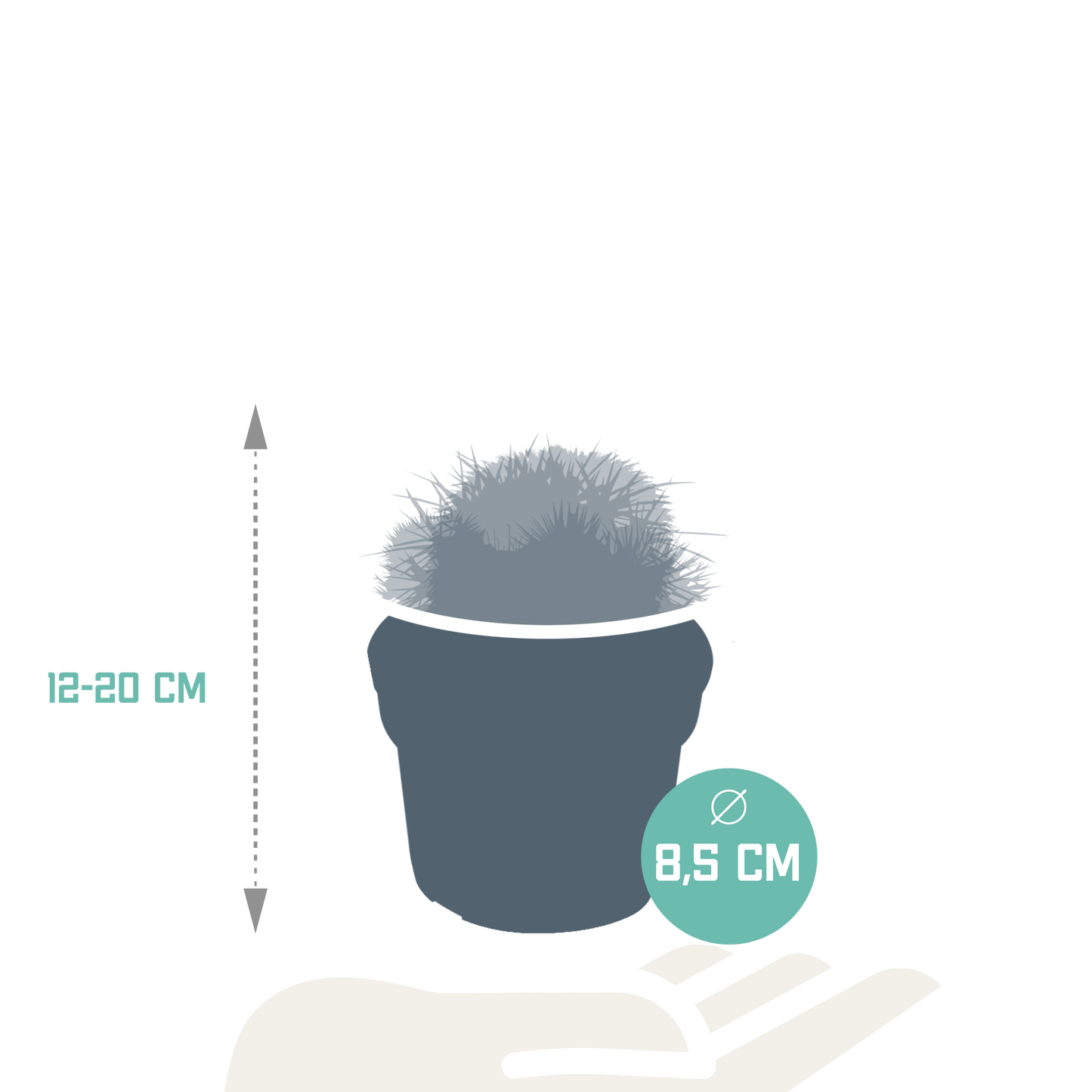 Bolcactus-Mischung 8,5 cm – Kugelförmige Kakteen ohne Topf