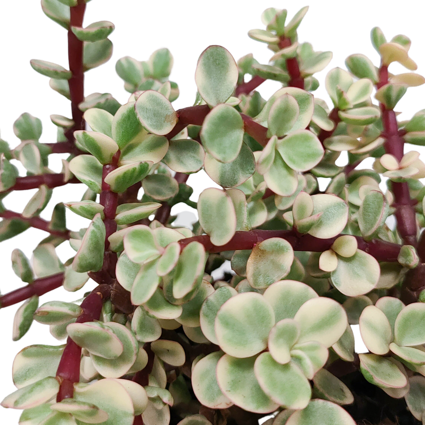 Portulacaria afra Variegata 10,5cm – pflegeleichte Sukkulente im weißen Topf