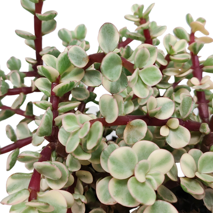 Portulacaria afra Variegata 10,5cm – pflegeleichte Sukkulente im weißen Topf