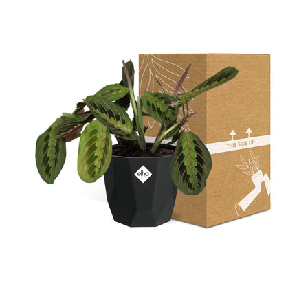 Maranta Leuconeura ‘Fascinator’ – Pflegeleichte Gebetspflanze 14cm
