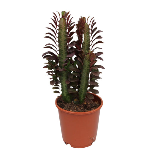 Afrikanischer Milchbaum Rubra – Pflegeleichte Zimmerpflanze Ø12cm