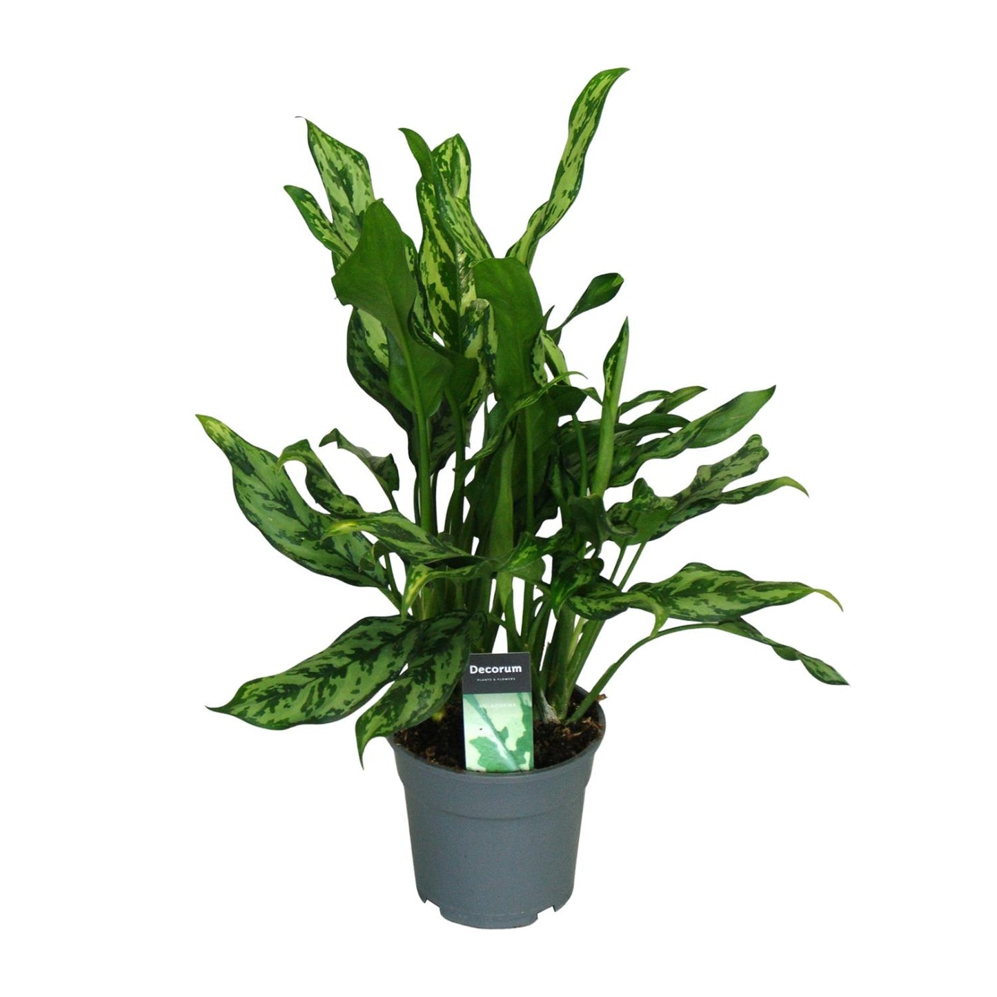 Aglaonema Miss Julliette Ø17cm – Luftreinigende Zimmerpflanze