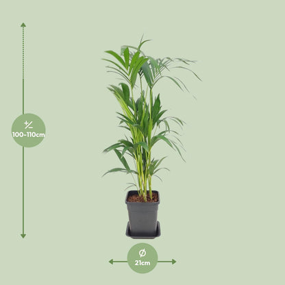 Howea Forsteriana – Pflegeleichte Zimmerpalme Ø21 cm