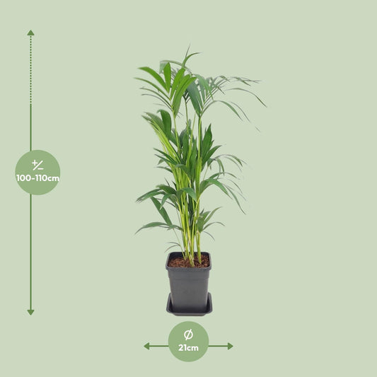 Howea Forsteriana – Pflegeleichte Zimmerpalme Ø21 cm