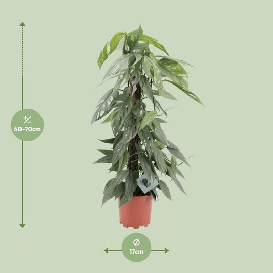 Epipremnum Pinnatum Cebu Blue – pflegeleichte Zimmerpflanze Ø17cm