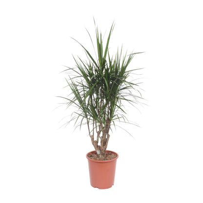 Dracaena Marginata – pflegeleichter Drachenbaum Ø27cm, 130cm hoch