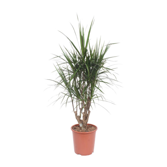 Dracaena Marginata – pflegeleichter Drachenbaum Ø27cm, 130cm hoch