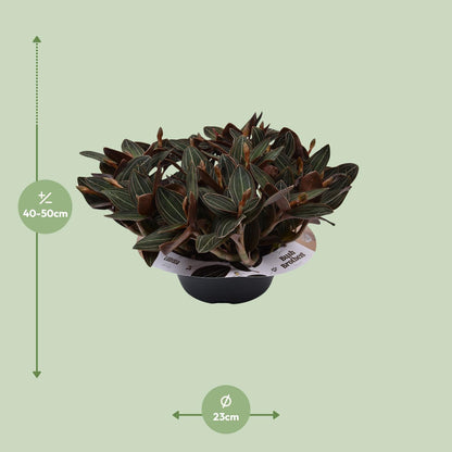 Ludisia discolor – Schwarze Juwelorchidee Ø23 cm, 45 cm hoch