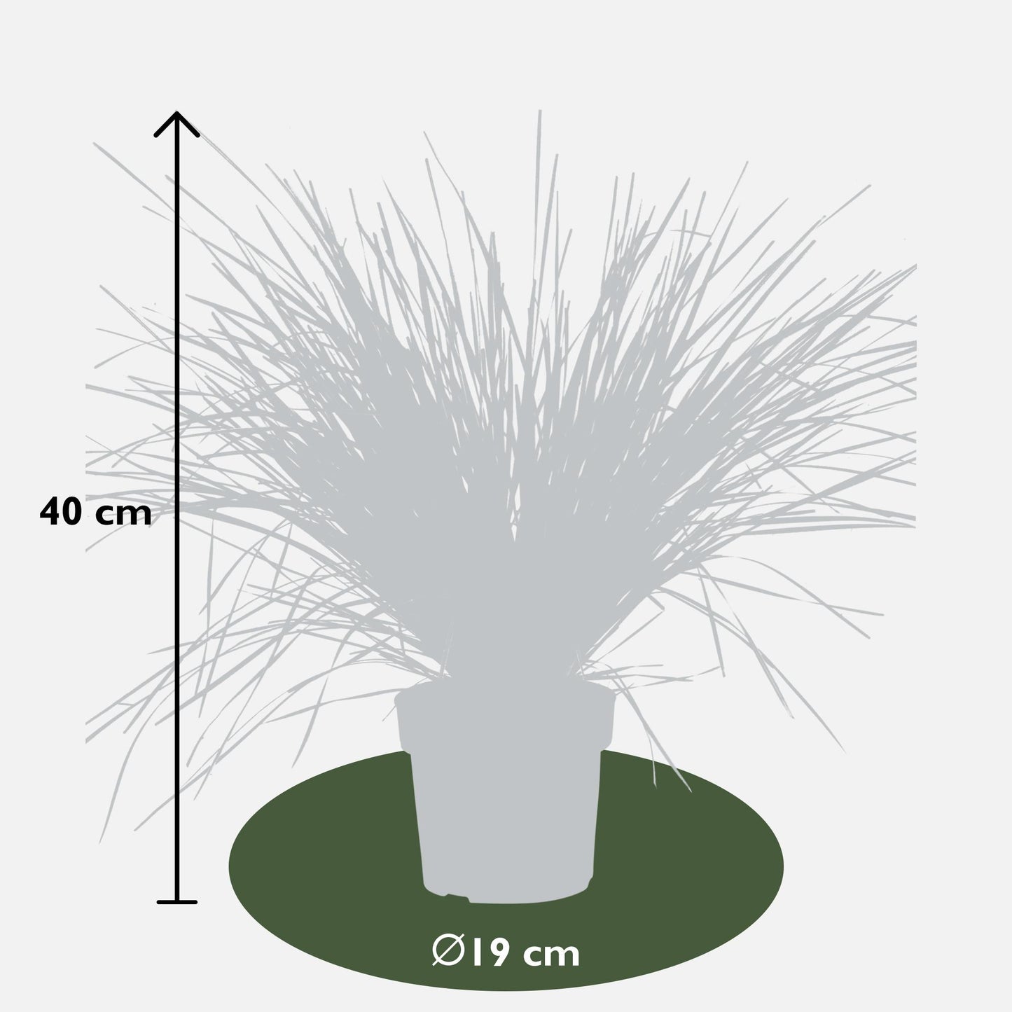 Lomandra longifolia 'White Sands' – Pflegeleichte Terrassenpflanze