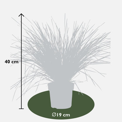 Lomandra longifolia 'White Sands' – Pflegeleichte Terrassenpflanze