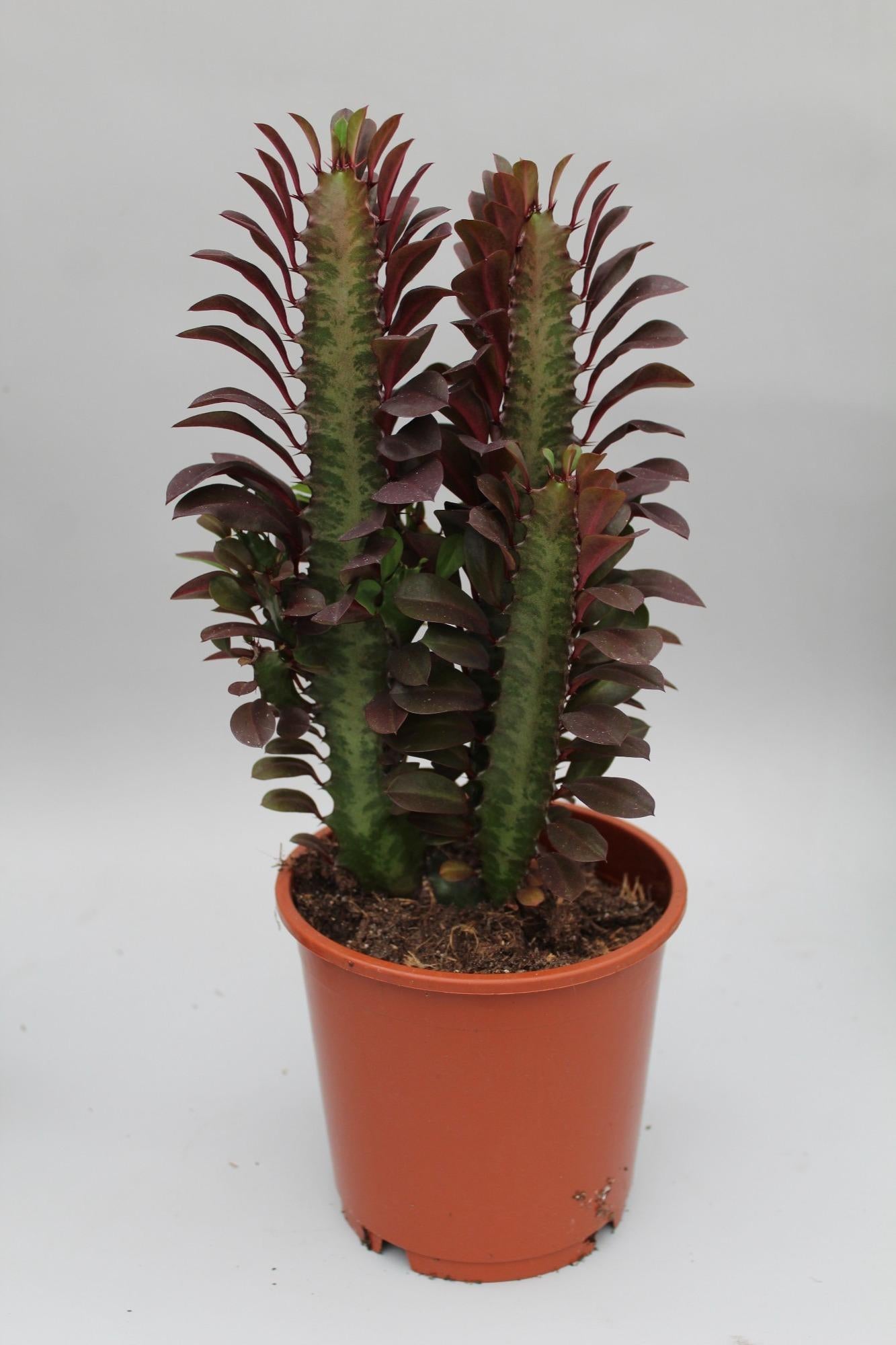 Afrikanischer Milchbaum Rubra – Pflegeleichte Zimmerpflanze Ø12cm