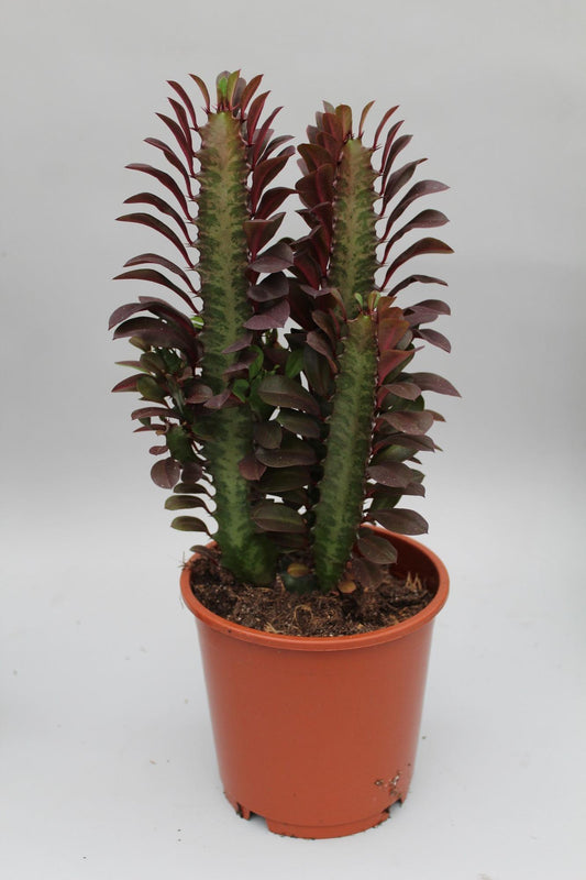 Afrikanischer Milchbaum Rubra – Pflegeleichte Zimmerpflanze Ø12cm