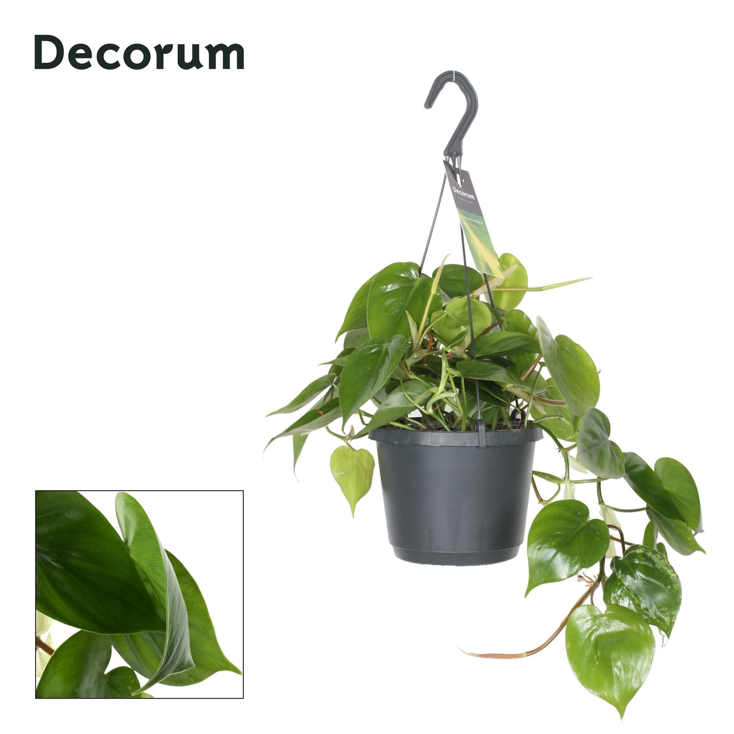 Philodendron Scandens – Pflegeleichte Trendpflanze Ø17 cm