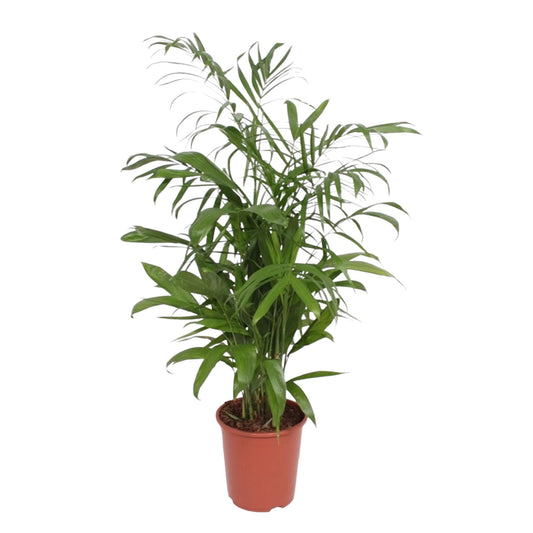 Chamaedorea Seifrizii – Elegante, pflegeleichte Zimmerpalme 140 cm