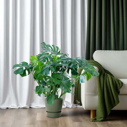 Monstera Deliciosa – Tropische, pflegeleichte Zimmerpflanze Ø30cm