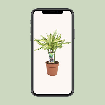Dracaena Diamonddream – Pflegeleichter Drachenbaum Ø17cm