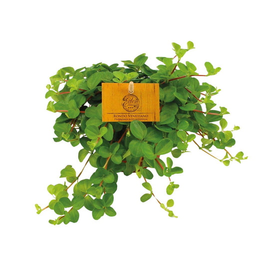 Peperomia Rotundifolia – Pflegeleichte Zimmerpflanze Ø11cm