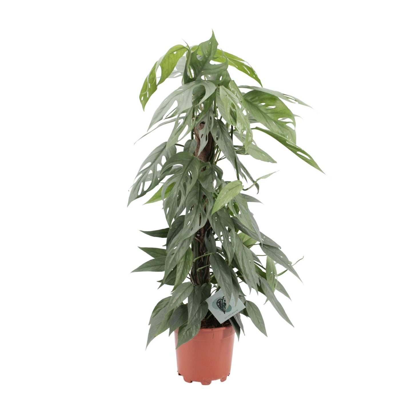 Epipremnum Pinnatum Cebu Blue – pflegeleichte Zimmerpflanze Ø17cm