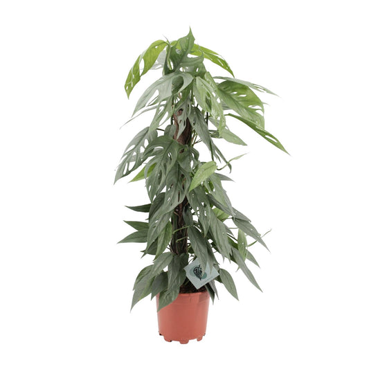 Epipremnum Pinnatum Cebu Blue – pflegeleichte Zimmerpflanze Ø17cm