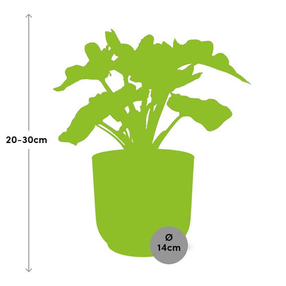 Philodendron Atom in ELHO Vibes Fold 14cm Gelb – Pflegeleicht & Trendpflanze