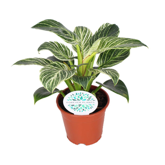 Philodendron Birkin – Pflegeleichte Design-Zimmerpflanze Ø14cm