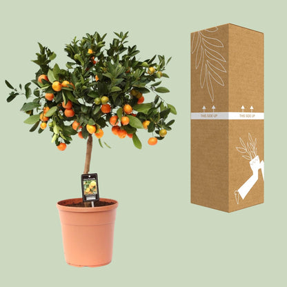 Citrus Calamondin – Pflegeleichte Zitruspflanze Ø22cm