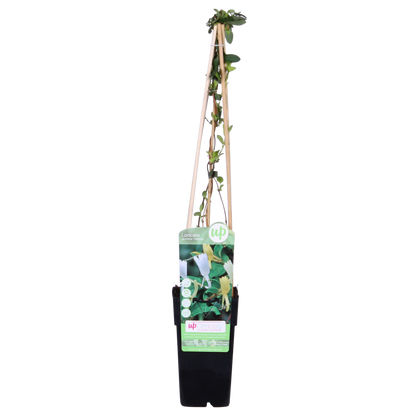 Lonicera japonica 'Halliana' – Weißes Geißblatt Ø15cm