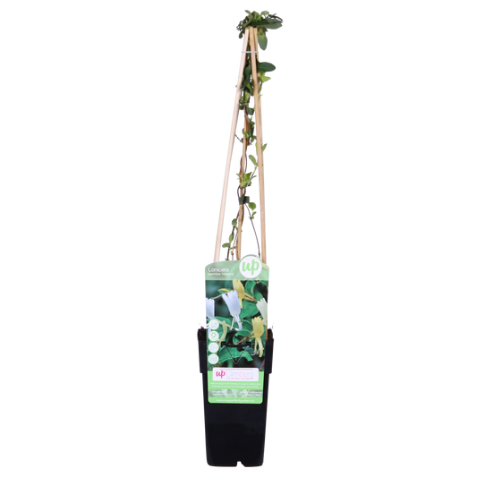 Lonicera japonica 'Halliana' – Weißes Geißblatt Ø15cm