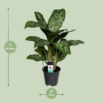 Aglaonema Greenlight – Luftreinigende Zimmerpflanze