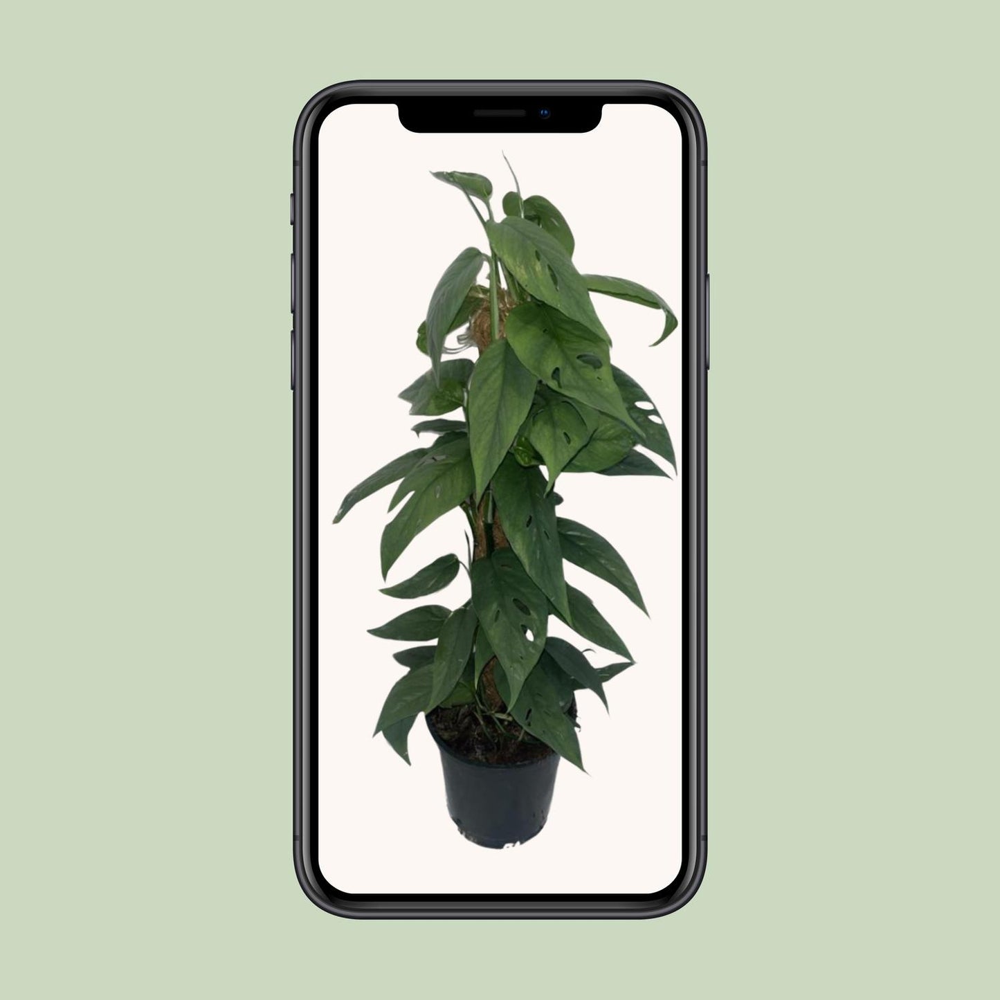 Epipremnum 'Cebu Blue' Moosstock Ø15cm, ca. 60cm hoch