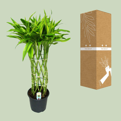 Dracaena Sandriana Gold – Elegante pflegeleichte Zimmerpflanze