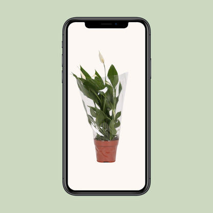 Spathiphyllum Alana – Pflegeleichte, luftreinigende Zimmerpflanze Ø12cm