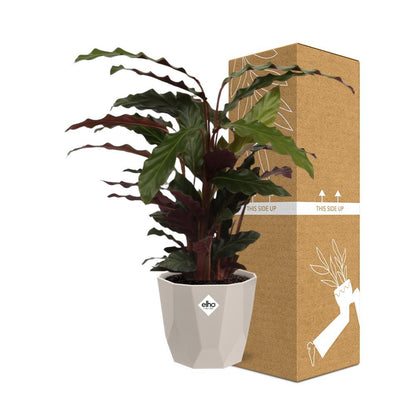 Calathea Rufibarba ‘Tropistar’ – Tropische Zimmerpflanze im ELHO Topf 14 cm