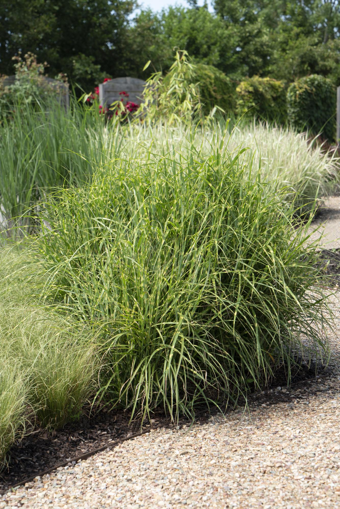 Miscanthus sinensis Strictus – Zebra Ziergras Ø23cm