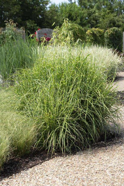 Miscanthus sinensis Strictus – Zebra Ziergras Ø23cm