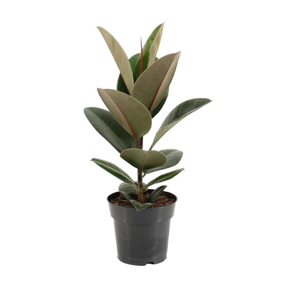 Ficus Elastica Robusta – Pflegeleichter Gummibaum Ø17cm