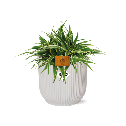Chlorophytum Ocean 15cm mit ELHO Vibes Fold Topf weiß
