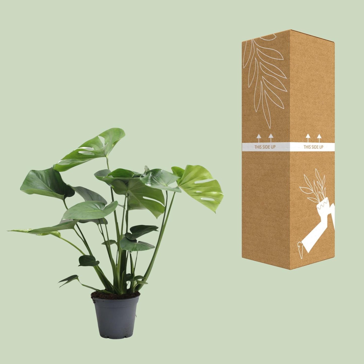 Monstera Deliciosa – Pflegeleichtes Fensterblatt, 65 cm