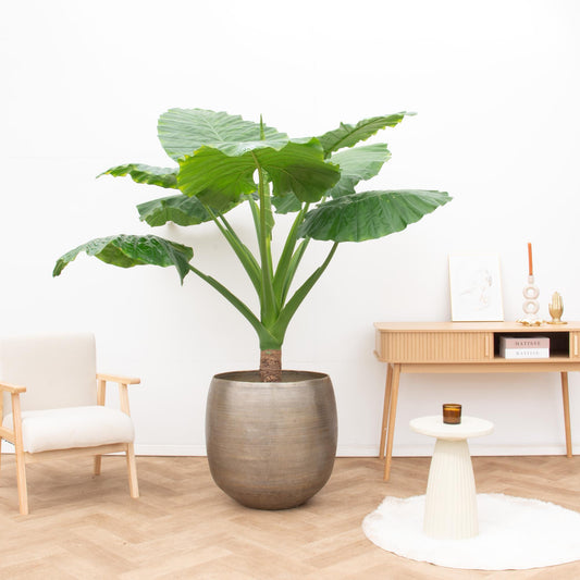 Alocasia Portodora auf Stamm – 180 cm, tropische Zimmerpflanze
