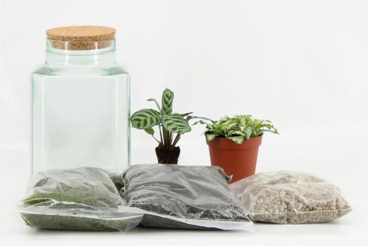 Terrarium Arrangement DIY – Ø13 cm, Höhe 25 cm